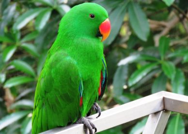 صور طائر ببغاء لونها أخضر Green Parrot